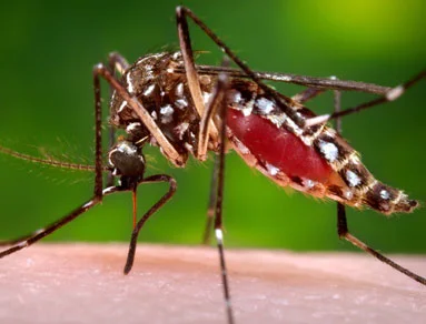 Mosquitos